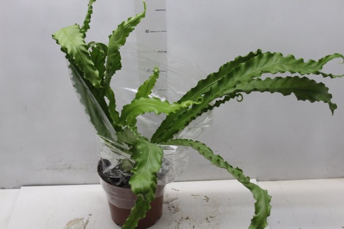 <h4>ASPLENIUM OSAKA CRESPO P17</h4>