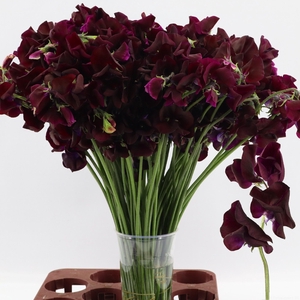 LATHYR MAROON CAPE