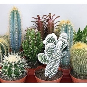 Cactus overig