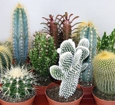 <h4>Cactus overig</h4>