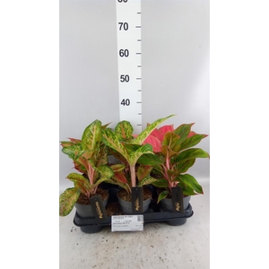 Aglaonema KB   ...