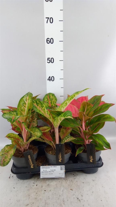 Aglaonema KB   ...