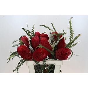 Banksia Speciosa Red