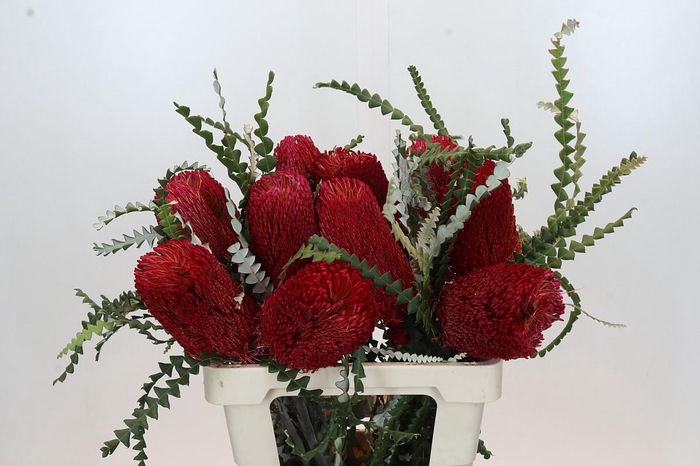 <h4>Banksia Speciosa Red</h4>