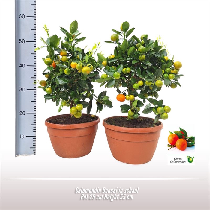 Calamondin Bonsai in schaal