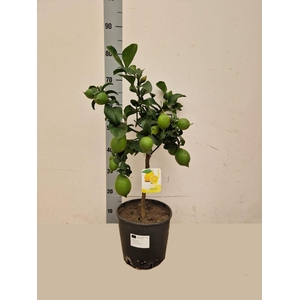 CITR MICROCARPA