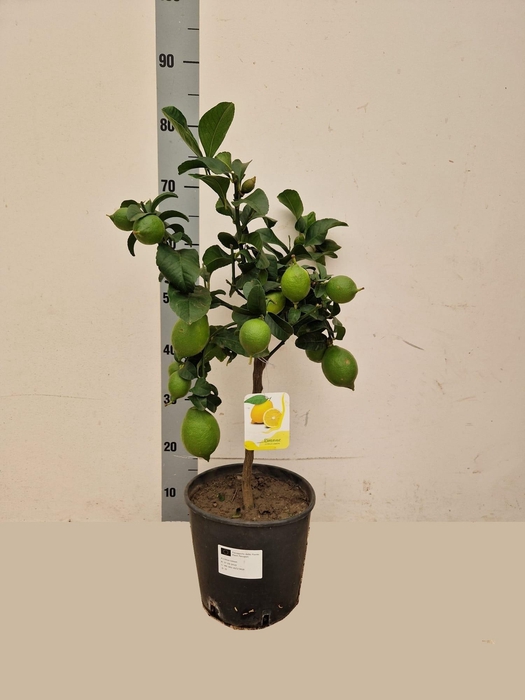 <h4>Citr Microcarpa</h4>