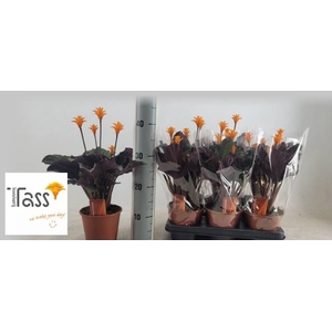 CALAT CROCATA