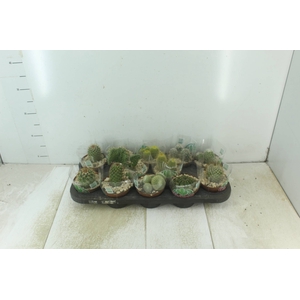 CACTUS RAIZ PROPRIA P11