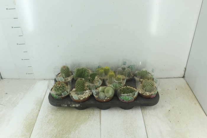 <h4>CACTUS RAIZ PROPRIA P11</h4>