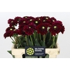 Dahlia Black Fox
