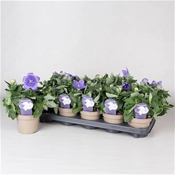 <h4>PLATYCODON ASTRA BLUE</h4>