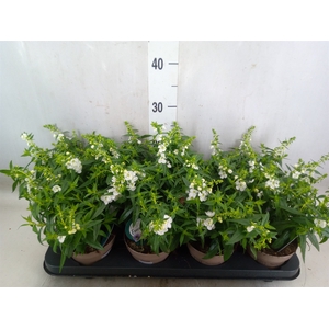 Angelonia  'Serena White'