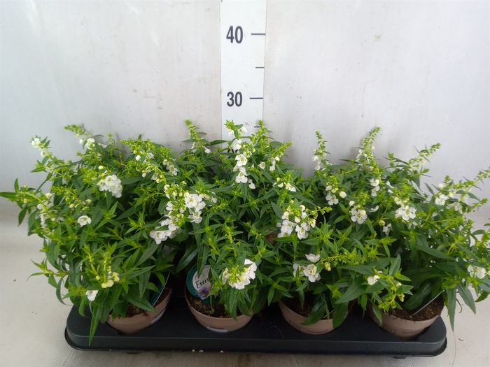 <h4>Angelonia  'Serena White'</h4>