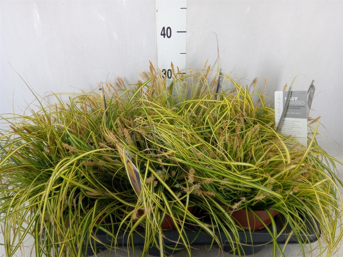 <h4>Carex oshimensis 'Everco Eversheen'</h4>