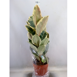 Ficus elastica 'Tineke'