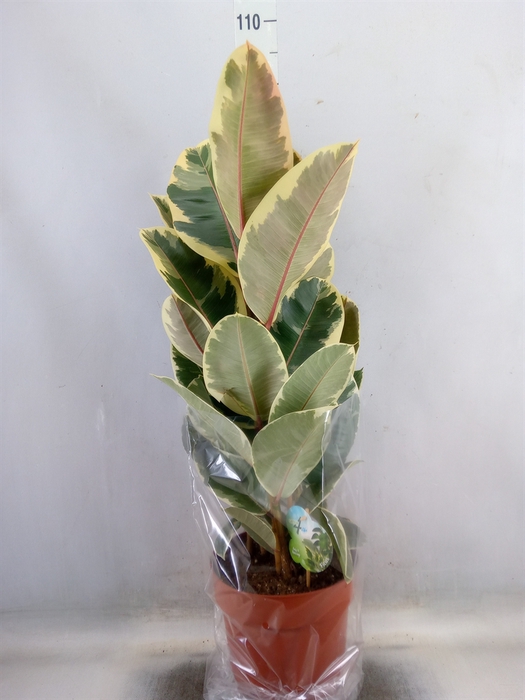 <h4>Ficus elastica 'Tineke'</h4>