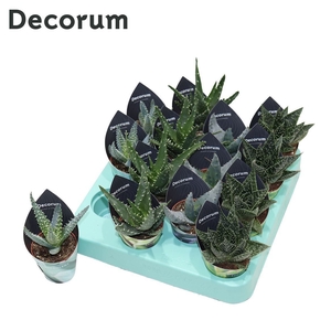 Aloë Mix (4spc.) (decorum)