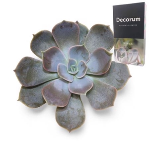 Echeveria Lilacina Cutflower Wincx-10cm