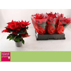 Euphor P Chr Univers 5+