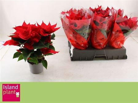 <h4>Euphor P Chr Univers 5+</h4>