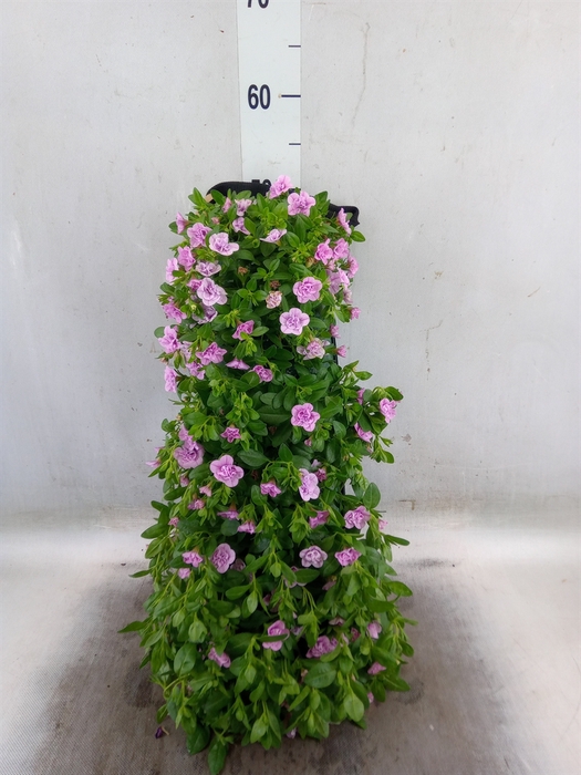 <h4>Calibrachoa   ...</h4>
