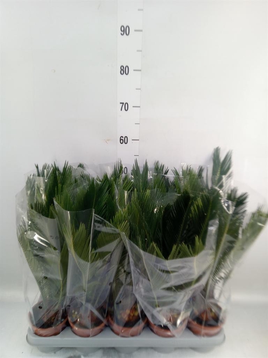 <h4>Cycas revoluta</h4>