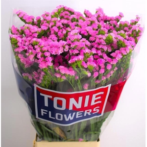 LIM S FANTASIA WINGS