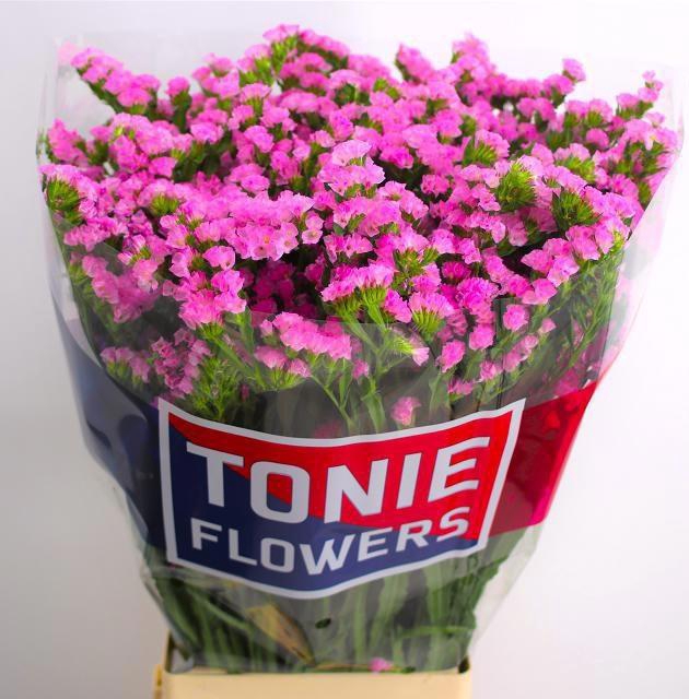 <h4>LIM S FANTASIA WINGS</h4>