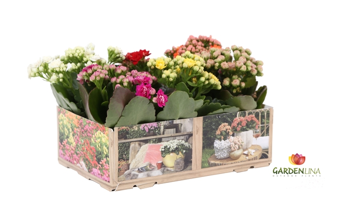 <h4>Kalan Gev Gardenlina Gemengd Giftbox</h4>