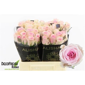 R GR DUCHESSE