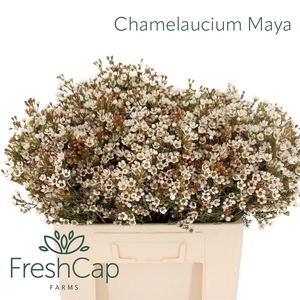 Chamelaucium Maya