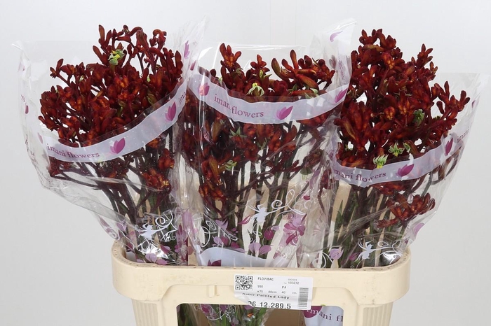 <h4>Anigozanthos Early Spring</h4>