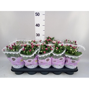 Chrysanthemum  'Artistic Rosy'