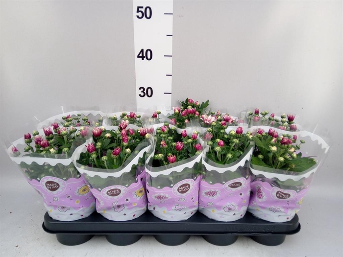 <h4>Chrysanthemum  'Artistic Rosy'</h4>