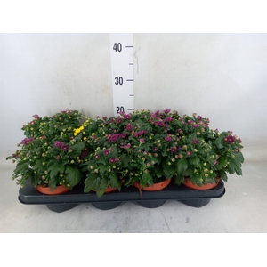 Chrysanthemum  'BloBeauty Purple'