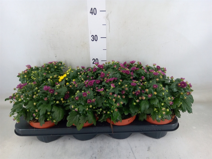<h4>Chrysanthemum  'BloBeauty Purple'</h4>