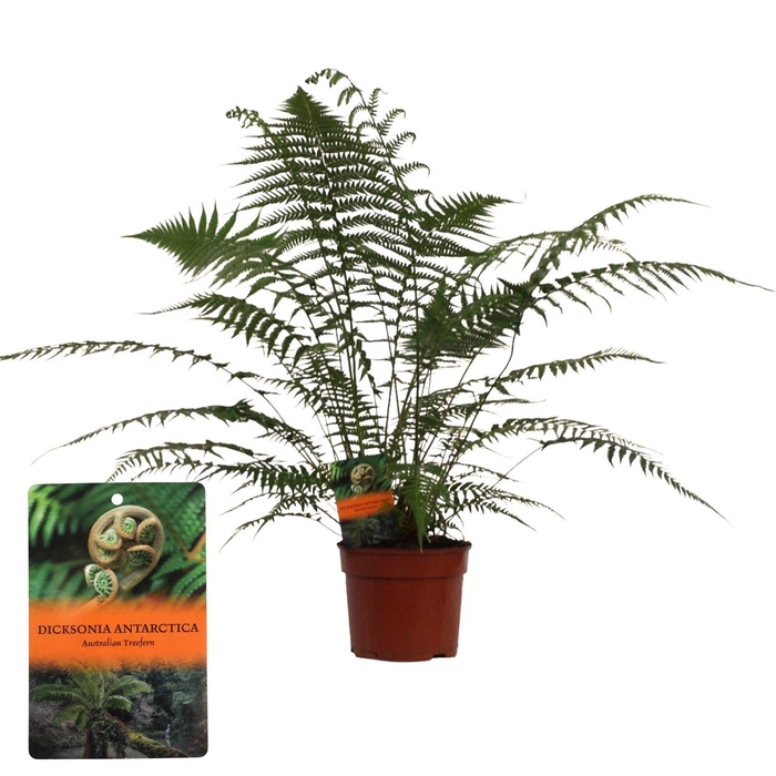 <h4>Dicksonia Antarctica (Tasmaanse Boomvaren) - clump - GEEN hoes</h4>