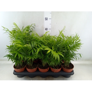 Chamaedorea elegans