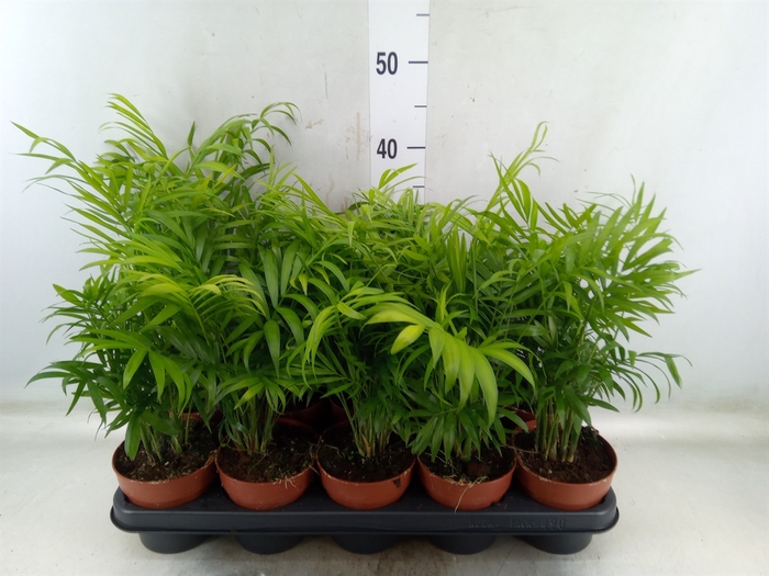 <h4>Chamaedorea elegans</h4>