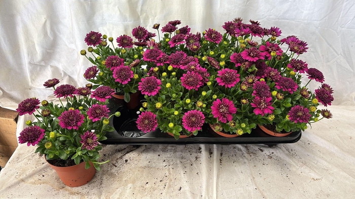 <h4>OSTEO 3D PURPLE</h4>