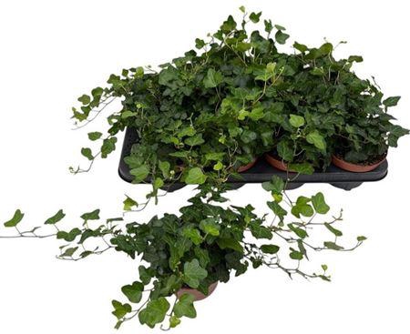 <h4>Hedera Wonder</h4>