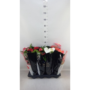 Anthurium   ...mix