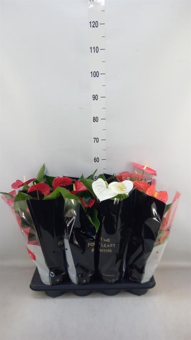 <h4>Anthurium   ...mix</h4>