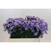 Limonium Donau Birds