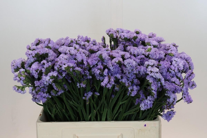 Limonium Donau Birds