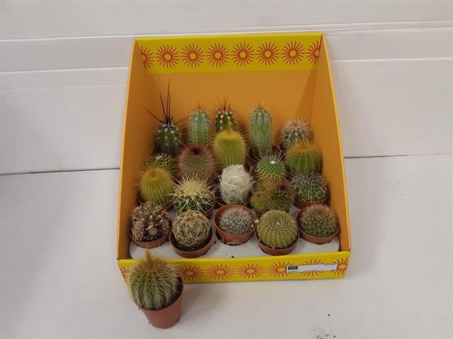 Cactus gemengd 18 soorten
