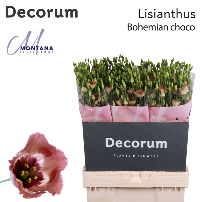 <h4>Lisianthus Bohemian choco 70cm</h4>
