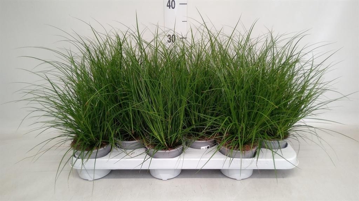 <h4>Carex brunnea</h4>