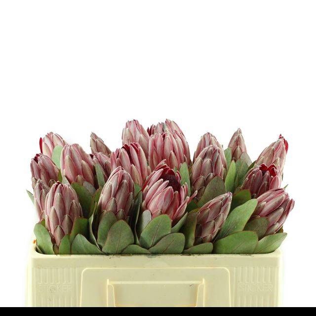 <h4>PROTEA OV PER STUK</h4>